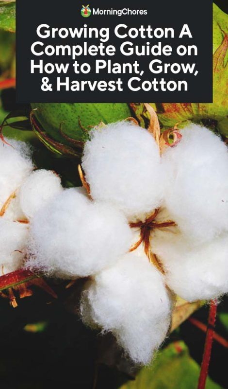 Growing Cotton: A Complete Guide on How to Plant, Grow, & Harvest Cotton Growing Cotton From Seed, How To Grow Cotton, Grow Cotton, Growing Cotton, Home Decor Diy Crafts, Short Plants, Survival Gardening, Cotton Plant, Food Home