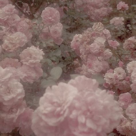 Aphrodite Aesthetic, Pink Victorian, Soft Pink Theme, Ethereal Aesthetic, Baby Pink Aesthetic, Victorian Flowers, Pastel Pink Aesthetic, Flower Therapy, Pink Vibes