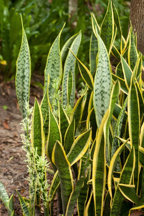 Best snake-repellent plants: 10 plants to protect your yard | Homes & Gardens | Snake Repellant Plants, Snake Repellant, Snake Repellent, Curb Appeal Garden, Grow Lemongrass, Growing Marigolds, Low Growing Shrubs, Repellent Plants, Flower Bed Designs