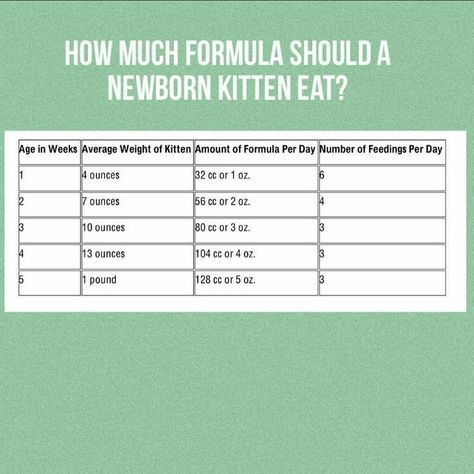 Neonatal Kitten Care, Kitten Fostering, How Much Formula, Fostering Kittens, Kitten Formula, Kitten Supplies, Mother's Milk, Cat Illnesses, Cow's Milk