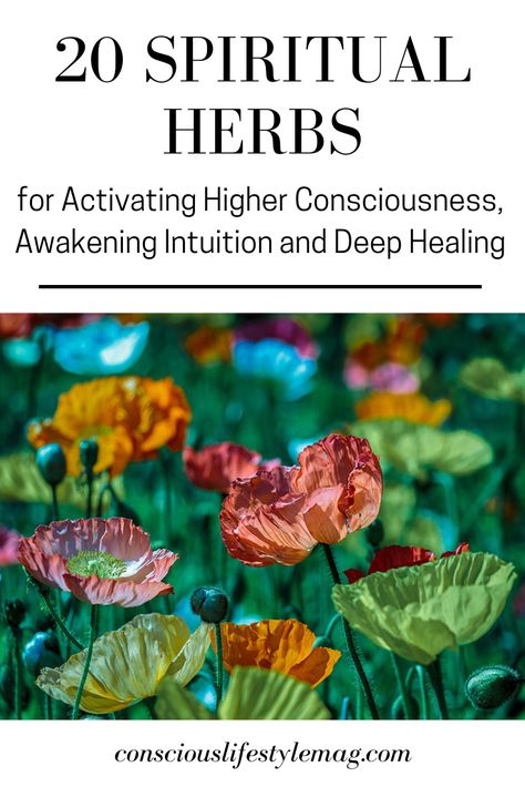 Spiritual Herbs: These powerful spiritual herbs and plants have been used for millennia to activate higher awareness, intuitive abilities and deep healing on every level. #herbs #spirituality #HolisticHealth #ConsiousLifestyleMag Spiritual Herbs, Herbs And Plants, Deep Healing, Natural Antibiotics, Herbal Healing, Herbal Magic, Herbs For Health, Higher Consciousness, Healing Herbs