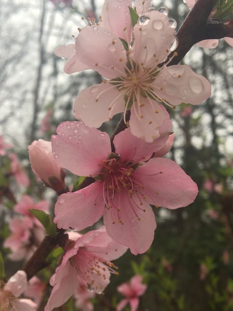 Peach Blossom Aesthetic, Peach Flowers Aesthetic, Minimal Core Aesthetic, Liza Core, 1776 Musical, Peach Blossom Flower, Siamese Dream, Peach Girl, State Flowers