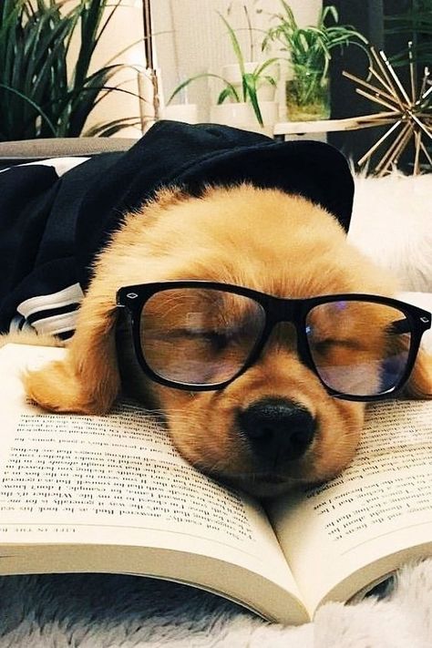 A puppy sleeping and reading a book with glasses 😍❤️😁 Cute Dogs And Puppies Aesthetic, Perros Golden Retriever, Welcome To My Youtube Channel, Cutee Animals, Dog With Glasses, Cute Dogs Images, Sleeping Puppies, Cute Dog Pictures, Really Cute Dogs