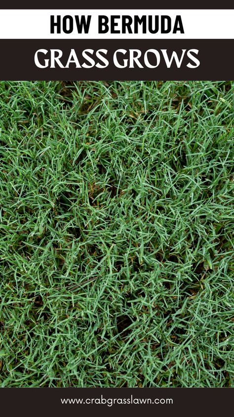 How Bermuda Grass Grows Bermuda Grass Seed, End Of Spring, Bermuda Grass, Lawn Care Tips, Lawn And Landscape, Plant Diseases, Lawn Games, Grass Seed, Photosynthesis