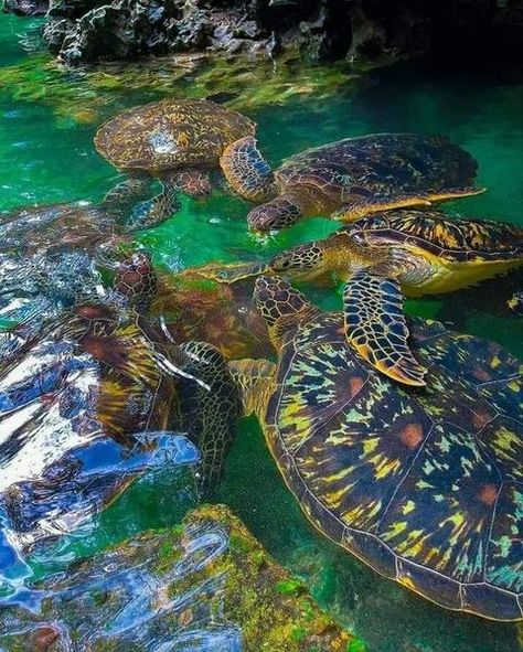 THIS IS THE ONLY PLACE IN ZANZIBAR (except for by chance wild in the ocean) WHERE YOU CAN SWIM WITH TURTLES. The other, Nungwi natural aquarium ,does not allow swimming with the turtles. At Mnarani Conservation pond, turtles that were caught in nets etc. are brought here to recover and then to be set free into the wild again. This was very enjoyable and an absolute highlight.A big pool full of turtles from every side eating out of your hand-Something you would probably never have the opportunity Stone Town Zanzibar Aesthetic, Zanzibar Tanzania Aesthetic, Zanzibar Turtles, Tanzania Aesthetic, Zanzibar Aesthetic, Brazil Animals, Swim With Turtles, Natural Aquarium, Big Pool