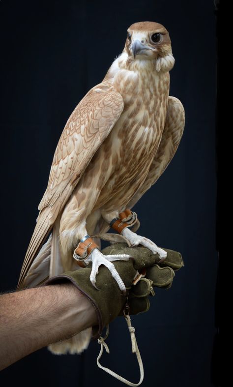 Beautiful Golden Saker Falcon hybrid: peregrine x golden saker. The Saker Falcon (Falco cherrug) is a large endangered raptor that breeds from central Europe eastwards to China. Used in falconry for thousands of years, it’s being bred in captivity for different golden shades: red, rose, yellow, and hybrid. (photos: Ciro Romualdi / Christian Repele) Saker Falcon, Animal Photography Wildlife, Raptors Bird, Wild Animal Wallpaper, Peregrine Falcon, Peregrine, Exotic Birds, Bird Pictures, Central Europe