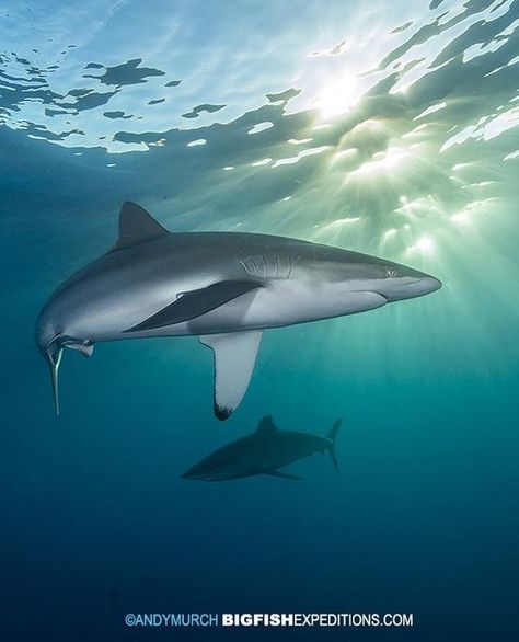 Silky Sharks at Socorro Island. Silky Shark, Wild Nature, Sharks, Diving, Animals, Nature