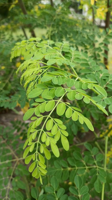 Moringa Tree, Miracle Tree, Moringa Leaves, Plant Leaves, Seeds, Herbs, Bike, Quick Saves