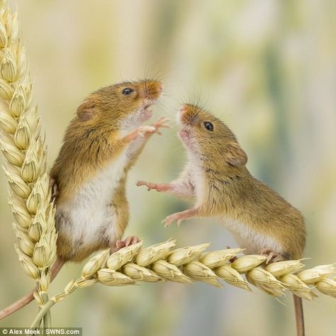 Harvest Mice, Field Mice, Crop Field, Harvest Mouse, Mouse Hole, Mouse Photos, Field Mouse, Animal Action, Bed Time