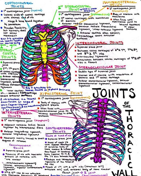 ♡❥snapchat: ogg.madieee pinterest: goldeinee♬♡                                                                                                                                                                                 More Ma Notes, Joints Anatomy, Anatomy Notes, Human Biology, Medical Notes, Mcat Study, Coffee Scrubs, Medicine Notes, Nurse Study Notes