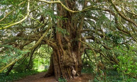 Tree of the week: 'Sitting in this yew was like being in the belly of a large creature' | Life and style | The Guardian Ancient Yew Tree, Yew Tree, Ancient Celts, Film History, Photo Series, The Guardian, Natural World, Trees To Plant, Tree Of Life