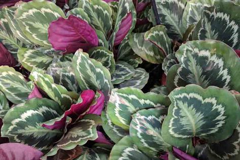 Calathea Roseopicta, Unusual House, Calathea Plant, Plant Pests, Plant Problems, Garden Types, Plant Diseases, Wildlife Gardening, Seasonal Garden