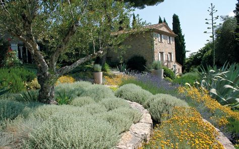 Olive Trees Garden, Mediterranean Garden Design, Provence Garden, Tuscan Garden, Mediterranean Landscaping, Dry Garden, Italian Garden, Backyard Inspiration, Mediterranean Garden