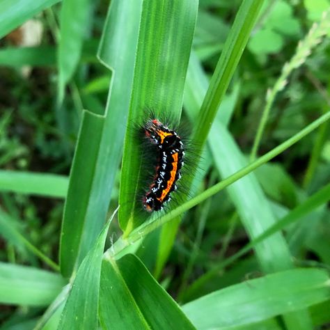 Black Hairy Caterpillar Black Caterpillar, Creative Writing Lesson, Literary Essay, Fantasy Literature, Speculative Fiction, The Floor, Caterpillar, Book Club Books, The Black