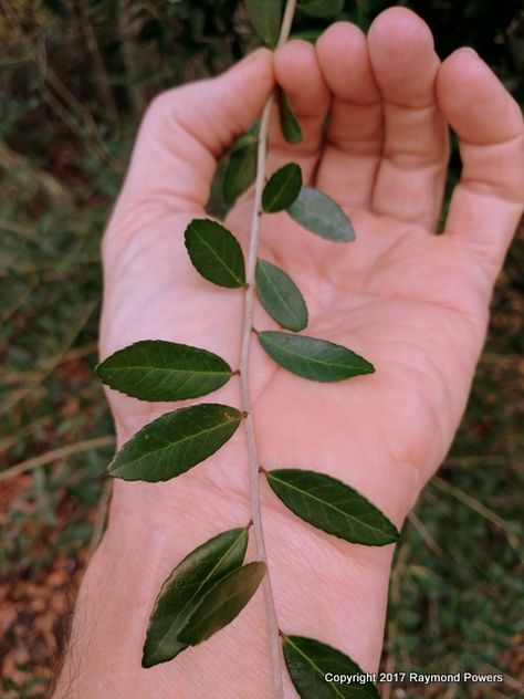 PURE FLORIDA: How To Make America's Tea... Yaupon Holly Tea. Yaupon Tea, Yaupon Holly, Ranch Recipes, Herbal Tea Garden, Food Forest Garden, Florida Native Plants, Witch Herbs, Best Green Tea, Florida Food