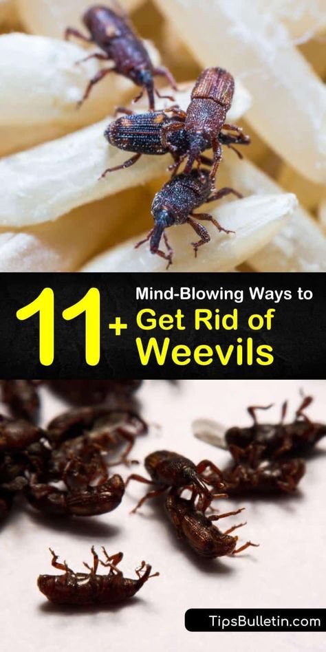 Learn how to keep adult weevils out of your food sources and prevent a weevil infestation. Get rid of these pantry pests by discarding infested food, and keep grain weevils out of your food items by using storage containers and bay leaves. #getridof #howto #weevils Pantry Bugs, Pantry Moths, Diy Household Cleaners, Food Canisters, Healthy Life Hacks, Diy Cleaning Solution, Natural Cleaners, Pantry Shelf, Arthropods