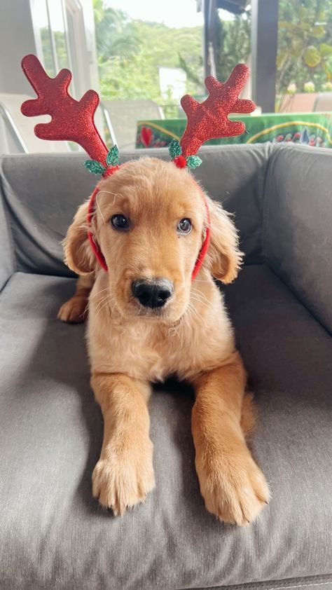 Golden Retriever Costume, Christmas Doggies, Living A Happy Life, Reindeer Dog, Golden Retriever Christmas, Christmas Dogs, Adorable Dogs, Dog Holiday, Dog Christmas