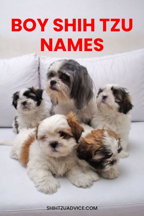 BOY SHIH TZU NAMES Shih Tzu Names, Names And Their Meanings, Names With Meaning, Dog Training Tips, Shih Tzu, Dog Training, Top 10, Most Popular, Every Day