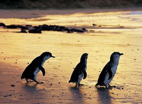 The Little #Penguins on Phillip Island, Australia have an adorable nightly penguin parade down the beach, which draws droves of visitors. Here's everything you need to know if you're planning to visit Phillip Island, including the best attractions, tours and where to stay. #Australia | #PhillipIsland | #Travel Penguin Parade, Phillip Island, Kangaroo Island, Australian Animals, Melbourne Australia, Day Tours, Places To See, Penguins, Kangaroo