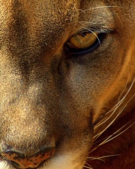 schoengeist Regard Animal, Mountain Lions, Wild Kingdom, Animal Spirit, Mountain Lion, Awesome Animals, Cheetahs, Here Kitty Kitty, Big Cat