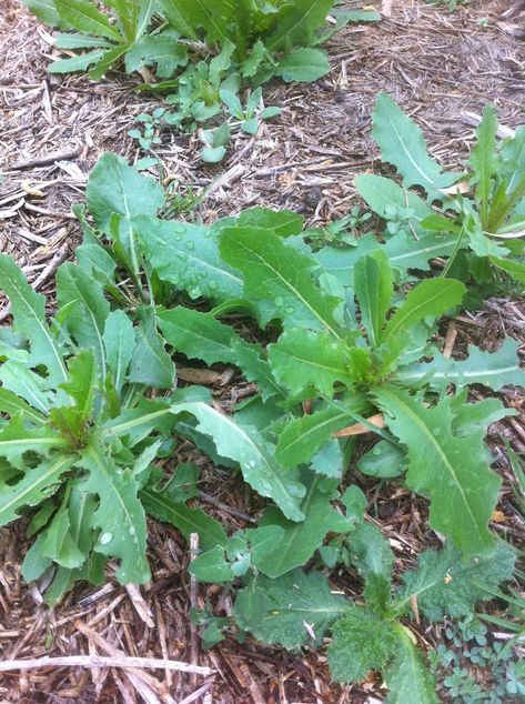 Wild lettuce as food and pain relief: how to identify it in your garden. — Wild Plants, Foraging, Food, Art and Culture Lettuce Benefits, Herb Remedies, Medicinal Wild Plants, Medicinal Weeds, Garden Board, Natural Pain Killers, Wild Lettuce, Food Foraging, Garden Wild