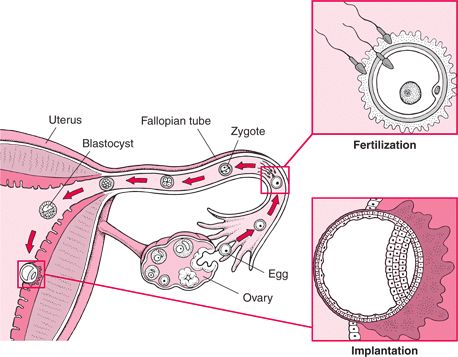 Stages of Development of the Fetus: Normal Pregnancy: Merck Manual Home Edition Fetal Lung Development, Stages Of Pregnancy Weekly, Stages Of Fetal Development, Erikson Stages Of Development, Fetal Movement, Pregnancy Images, Embryonic Development, Pregnancy Period, Amniotic Fluid