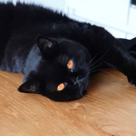 Black Cat Orange Eyes, Black Cat With Orange Eyes, Vampire Cats, Cat Captions, Cat Story, Vampire Cat, Orange Eyes, Black Kitty, Cat Stories