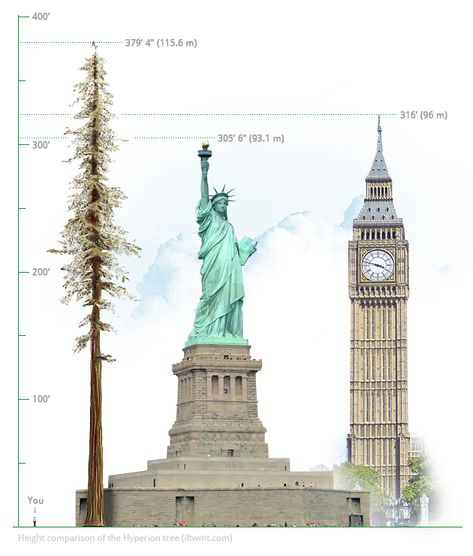 "Hyperion," arguably the tallest tree in the world (or at least one of the very tallest), was discovered in 2006 in a very remote region of Redwood National and State Parks (California, USA) and is believed to be approximately 700-800 years old. Explorers say that the tree could have been possibly taller than 380', but due to woodpecker damage at the very top it is currently measuring in at 379' 4"; taller than both the Statue of Liberty and Big Ben. | Via ILTWMT Sequoia Sempervirens, Redwood National And State Parks, Coast Redwood, Norway Spruce, Sequoia Tree, Giant Tree, Redwood Tree, Redwood Forest, Ancient Forest