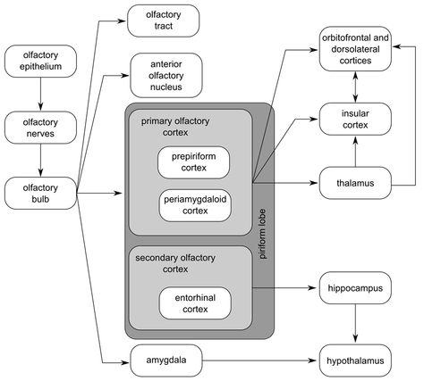 Olfactory pathways Olfactory Pathway, Nerve Diagram, Autonomic Nervous System Anatomy, Vestibulocochlear Nerve, Neuromuscular Junction Notes, Olfactory Nerve Pathway, Medicine Studies, Brain Facts, Brain Science