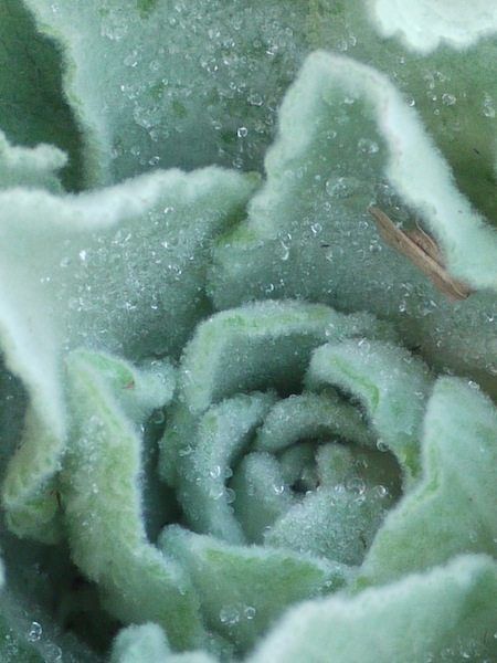 Foraging Mullein, Lung Support, Mullein Tea, Mullein Leaf, Natural Decongestant, Come Out And Play, Wild Food Foraging, The Respiratory System, Foraging Recipes