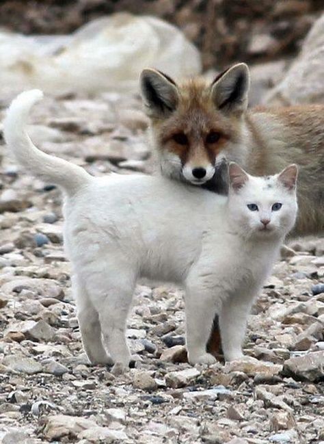 Animals Cuddling, Fox Things, Turkish Van Cats, Animals Friendship, Unusual Animals, 웃긴 사진, The Fox, Animal Photo, 귀여운 동물