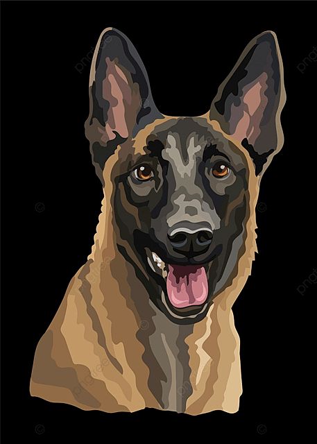 Pastor Belga Malinois, Dog Wallpaper Iphone, Belgium Malinois, Dog Stencil, Belgian Malinois Dog, Malinois Dog, Posca Art, Belgian Shepherd, Art Sketches Pencil