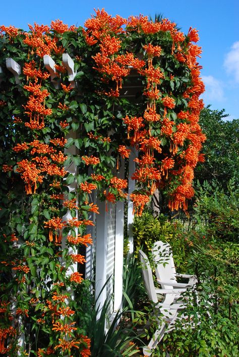 Pyrostegia venusta  ,native Brasil-The plant from which the painting of P. venusta in Curtis’s Botanical Magazine was illustrated was collected in Brazil in 1815 by Admiral Sir John Beresford Lilly Garden Ideas, Flame Vine, Orange Lilly, Lilly Garden, Flamingo Flower, Aesthetic Orange, Orange Plant, Trumpet Vine, Garden Wallpaper