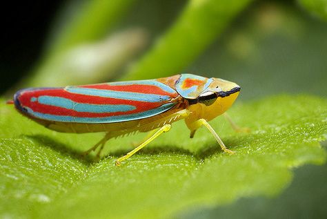 Fabulous hoppers - a gallery on Flickr Leaf Hopper, Creation Of Earth, Leafhopper, Insect Species, Insect Photography, Bees And Wasps, Kingdom Animalia, Beautiful Bugs, Arthropods