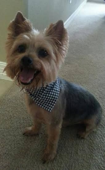 What do you think... Does Shaggy have THE BEST smile? If so Click LIke! Yorkie Summer Cut, Yorkie Grooming, Yorkie Haircut, Yorkie Cuts, Yorkie Hairstyles, Puppy Life, Yorkie Haircuts, Dog Grooming Styles, Summer Cut