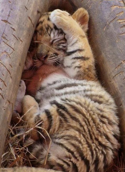 Animal Kingdom Crazy Nature, Baby Tigers, Quotes Light, Crafts Animals, Aesthetic Forest, Animals Pictures, Tiger Cub, Photography Makeup, Makeup Quotes