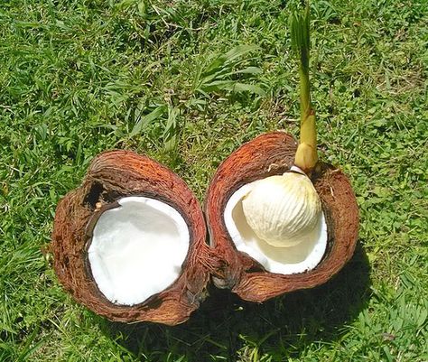 How To Grow Coconut Palm Tree (Cocos nucifera) Coconut House, Palm Tree Types, Coconut Plant, Tree Life Cycle, Florida Palm Trees, Coconut Flower, Fruit Nutrition, Plant Games, Coconut Benefits