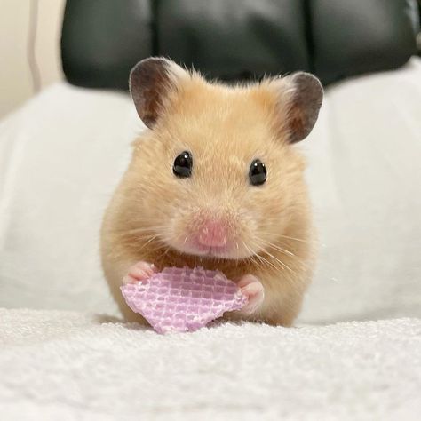 Hamster Pics, Hamster Habitat, Mood Bored, Baby Hamster, Cat Emoji, Funny Hamsters, A Hamster, Syrian Hamster, Pets 3