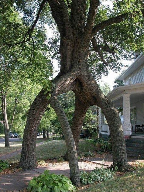 Boom Kunst, Weird Trees, Matka Natura, Old Trees, Unique Trees, Tree Hugger, Nature Tree, Tree Forest, Beautiful Tree