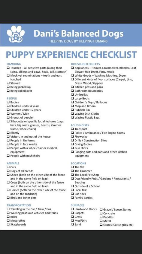 It's important to teach your dog how to lay down before asking them to do so to avoid accidents. Here are some tips to help you get started with dog training on how to teach your dog to lay down. Dog Training Checklist, Dog Training Schedule Planner, Puppy Training Checklist, Dog Training Plan, Puppy Socialization Checklist, Dog Training Facility Layout, Doberman Puppy Training, Puppy Schedule, Puppy Training Schedule