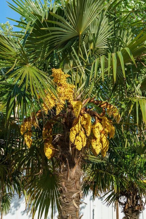 Beautiful blooming of Chinese windmill palm (Trachycarpus fortunei) or Chusan palm on the city-resort of Anapa street royalty free stock images Chusan Palm, Windmill Palm, Hanger House, Stock Images Free, Royalty Free, Royalty, Stock Images