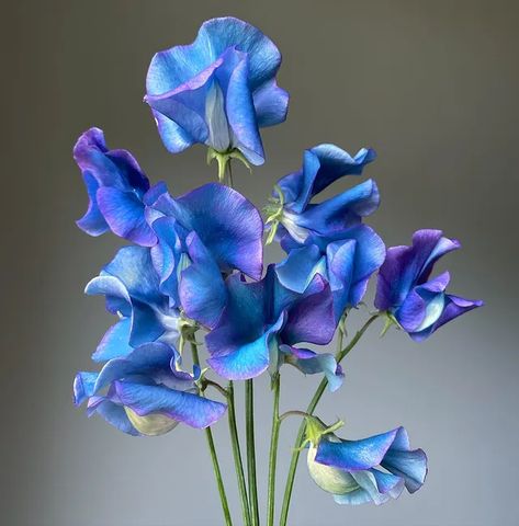 Brenna Estrada (@threebrothersblooms) • Instagram photos and videos Blue Sweet Pea, Fleur Aesthetic, Sweet Pea Flowers, Blue And Purple Flowers, Blue Garden, Clay Flowers, Sweet Pea, Purple Flowers, Other Colors