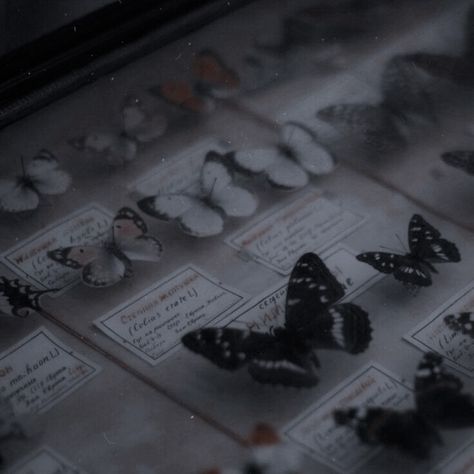 The Blood We Crave, Butterfly Museum, Green Academia, Everything Is Illuminated, Butterfly Aesthetic, Royal Aesthetic, Dark Academia Aesthetic, What Inspires You, Origami Crafts