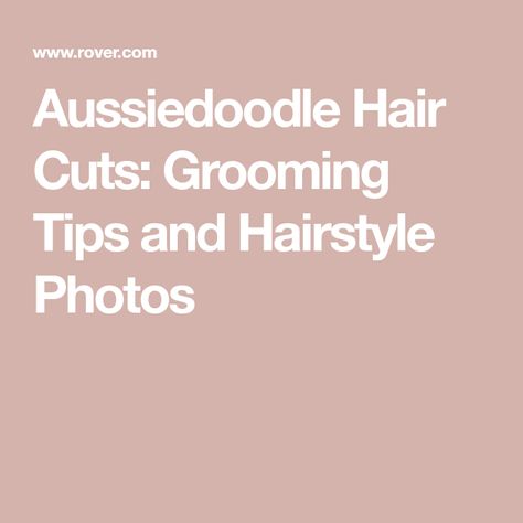 Aussiedoodle Hair Cuts: Grooming Tips and Hairstyle Photos Aussiedoodle Grooming, Aussiedoodle Haircut, Poodle Cuts, Puppy Cut, Haircut Pictures, You Doodle, Grooming Tips, Haircut Styles, Different Dogs