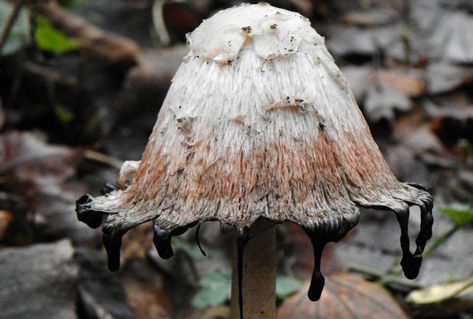 The Complete Guide to Shaggy Mane Mushrooms | GroCycle Shaggy Mane Mushroom, Lemon Wedge, Waffle Iron, Organic Matter, Mushroom Recipes, Shade Garden, Stuffed Mushrooms, Shaded Garden