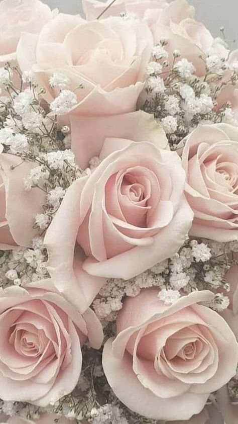 Self Love Art, Photo Rose, Babies Breath, Flower Iphone Wallpaper, Beautiful Flower Arrangements, Beautiful Rose Flowers, Wholesale Flowers, Flower Phone Wallpaper, Beautiful Flowers Pictures