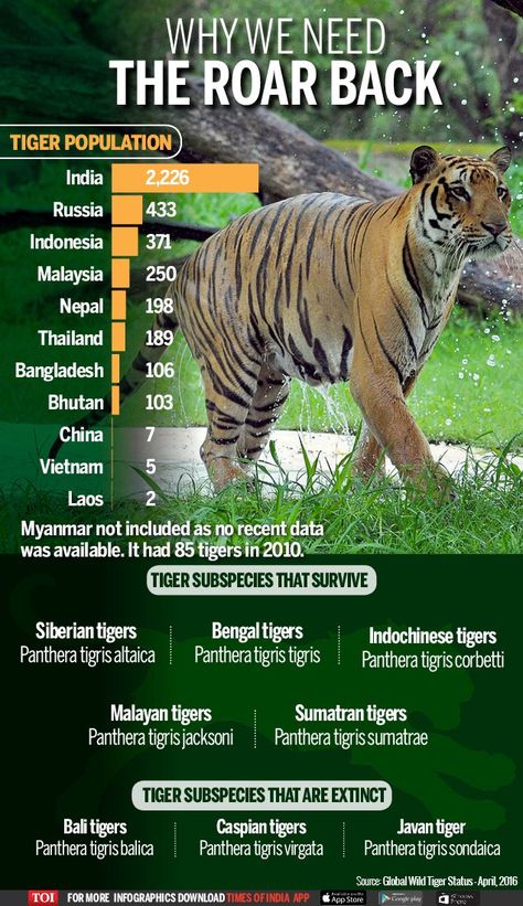 Why We Need The Roar Back Endangered Animals Lessons, International Tiger Day, Tiger Facts, Tiger Species, Tiger Day, Animal Infographic, Tiger Conservation, Wildlife Facts, Save The Tiger