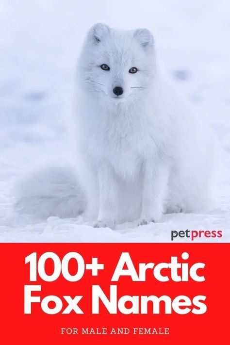 The arctic fox is also known as the white fox, polar fox, or snow fox. So these white fox names are a great choice! Cute Funny Names, Fox Names, White Foxes, Fox Therian, Fox Pups, Funny Names, Exotic Animals, Cute Names, Arctic Fox