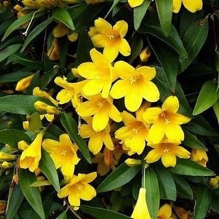 PlantingTree on Instagram: “Sick of looking at an ugly chain link fence? Is your mailbox beyond boring? Does your porch need some flare? . . The Yellow Jasmine thrives…” Jessamine Tattoo, Jane Magnolia Tree, Verbena Homestead Purple, Carolina Jessamine, Yellow Jessamine, Carolina Jasmine, Yellow Jasmine, Thuja Green Giant, Fast Growing Vines