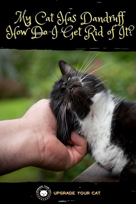 Cats can have dandruff just as we can. It’s nothing to worry about in most cases from a health standpoint, but it can aggravate allergies. I recommend taking some steps to help your cat get rid of their dandruff. It’s not something they are going to do themselves, and it’ll make petting them more enjoyable … - #cats #pets #cutecats #catbehavior #catlover #catpeople Cat Dandruff Remedy, Cat Dandruff, Cute Kitten Pics, Obese Cat, Cat In Heat, Cat Health Care, Cats Musical, Cat Dander, Cat Info